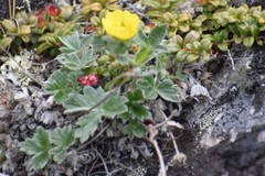 Potentilla subvahliana