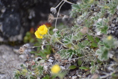 Potentilla subvahliana