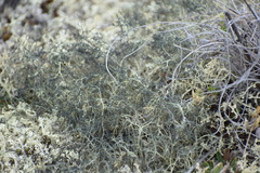 Alectoria ochroleuca