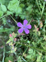 Geranium robertianum