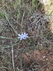Androstephium coeruleum
