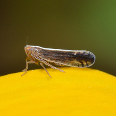 Stenocranus vittatus