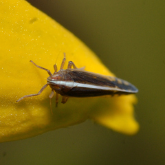 Stenocranus vittatus
