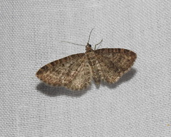 Eupithecia intricata