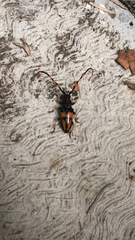 Dendrobias mandibularis