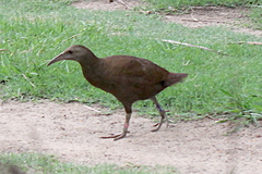 Gallirallus sylvestris
