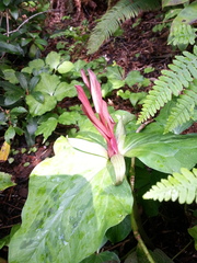 Trillium kurabayashii