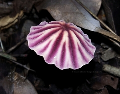 Marasmius tageticolor