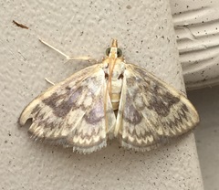 Crocidophora serratissimalis