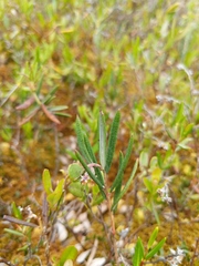 Andromeda polifolia latifolia