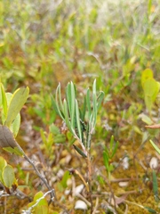 Andromeda polifolia latifolia