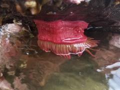 Cribrinopsis albopunctata