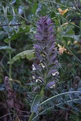 Acanthus syriacus
