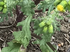 Senecio vulgaris