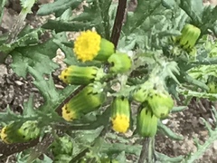 Senecio vulgaris