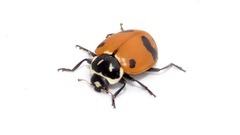 Hippodamia glacialis