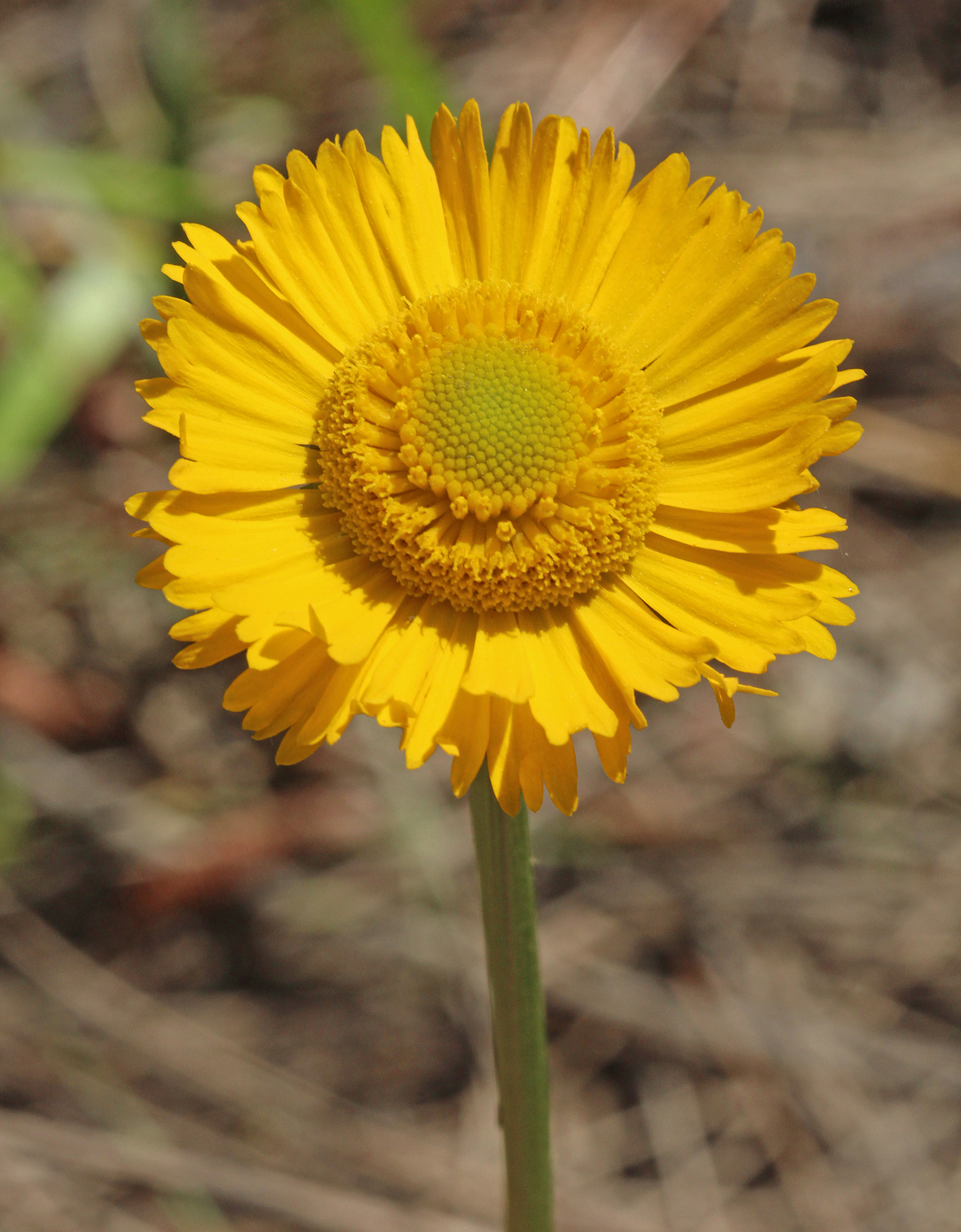 Helenium vernale