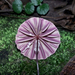 Pinwheels and Parachute Mushrooms - Photo (c) Teodoro Chivatá Bedoya, some rights reserved (CC BY-NC)