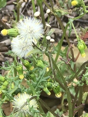 Senecio vulgaris