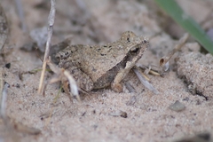 Physalaemus albonotatus