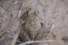 Physalaemus albonotatus