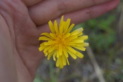 Crepis crocea