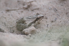 Physalaemus albonotatus