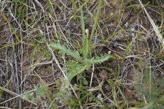 Crepis crocea