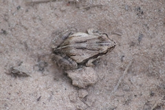 Physalaemus albonotatus
