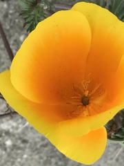 Eschscholzia californica