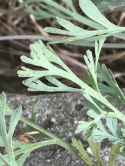 Eschscholzia californica