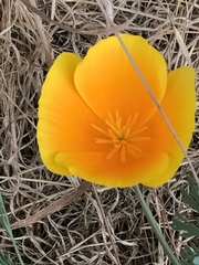 Eschscholzia californica