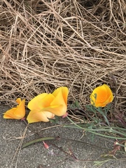 Eschscholzia californica