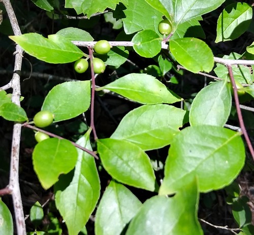 Carolina holly (Ilex ambigua)