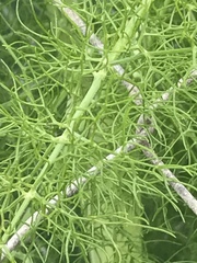 Foeniculum vulgare