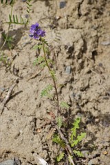 Phacelia franklinii