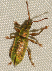 Phyllobius intrusus