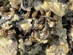 Brachidontes exustus