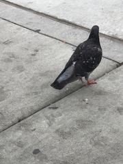 Columba livia domestica