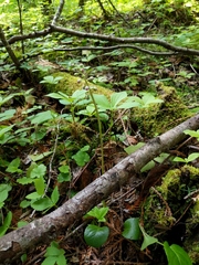 Pyrola asarifolia asarifolia