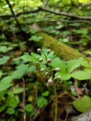 Pyrola asarifolia asarifolia