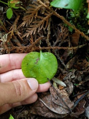 Pyrola asarifolia asarifolia