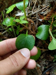 Pyrola asarifolia asarifolia