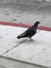 Columba livia domestica