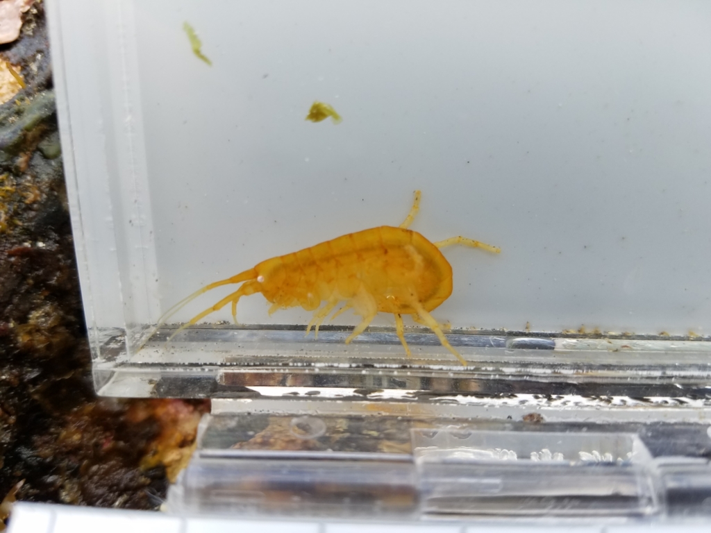 Kelp-curler amphipod