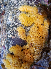 Ocenebrinae