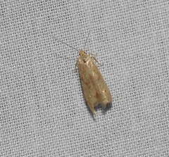 Blastobasis lacticolella