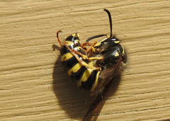 Dolichovespula alpicola