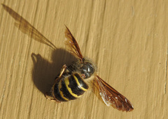 Dolichovespula alpicola