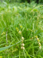 Carex projecta